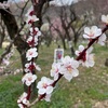 リノール酸低減式で花粉症が軽減できるか実験中　３日目