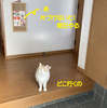 今日は風が止んだので