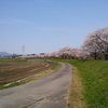 花は桜木 人は医師