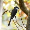 日本　冬のサンショウクイ