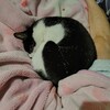 ニャンモナイトにキュンな夜