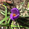 3月20日のクロッカス。忙しすぎて時間が足りないんだよぉ。