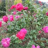 ヴェルニー公園の薔薇