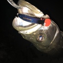 【岡山シーバス】ino's fishing style