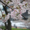 東京桜散歩（市谷→靖国神社→千鳥ヶ淵）