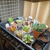 多肉植物たちの冬準備