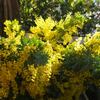 ミモザの切り花、八重椿、十月桜ほか
