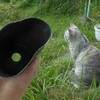 育苗ポットの底には穴があいている