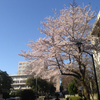 今年の桜