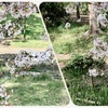 水彩de風景スケッチ 鶴見緑地 桜と 2023
