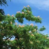 ネムノキの高嶺の花