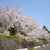 秦野戸川公園で桜を撮ってきた