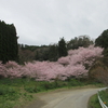 佐久間ダム　花のたより🌸