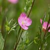 野の花々