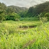 竿根田原の池塘（仮称）（沖縄県石垣島）