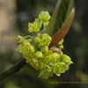 今咲いています!クロモジ（黒文字）の花　Lindera umbellata