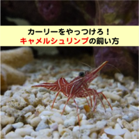 スタートが大事 水槽立ち上げ前に飼育コンセプトを考える 豆腐メンタル父ちゃんの育児 海水アクアリウム奮闘記