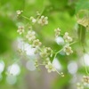 三葉空木の花が咲いた