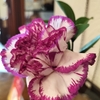 物性
