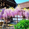京都ぶらり　六孫王神社　藤の花