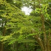 京都府立植物園を訪ねて～出会った植物たち　9