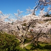 斐伊川堤防桜並木に咲いていた桜  ⑤（島根県雲南市木次町）