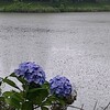 梅雨の晴れ間  杁ヶ池