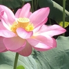 Bloom of lotus in Shinobazu pond in Ueno