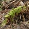 苔の探索（その３）動物の苔