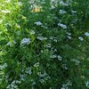 パクチーの花