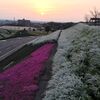 岡崎市 ユキヤナギと芝桜