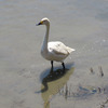 【鳥取】【7】鳥撮り＠米子水鳥公園で季節外れコハクチョウの吉田さん(^o^)ノ