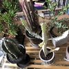 植え替えのつづき。ホワイトゴースト 。