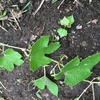 何だか分からないツル性の植物でグリーンカーテンやってみる