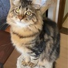 ご主人、獲物を見つけたにゃ😼