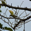 ムスメと探鳥、桜草公園の野鳥/2018-9-16