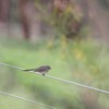 ハイイロオウギビタキ(Grey Fantail)など