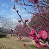 梅ヶ枝公園の梅　