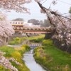 ＊『残堀川淵桜』