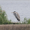 今朝の瓢湖