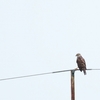 オオハシノスリ Roadside Hawk