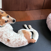 ギターが嫌いな犬に見つめられる飼い主。