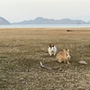 うさぎ島(大久野島)2017年3月 、ねこ島(佐柳島)、丸亀城、ドリーム徳島 プレミアムシート 旅行記まとめ