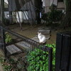 １１月８日　葛飾区四つ木の猫さま　と自宅マンションに居た猫さま