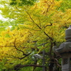 豊受神社の銀杏も