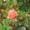 Rose Garden