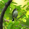 公園の野鳥達（4月22日）エナガ幼鳥