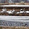 ハクチョウ、水田一面　江別郊外に今年も飛来