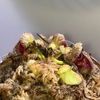 セファロタス成長記録=2026/6月14日 #食虫植物 #セファロタス #icos #著作権無料 #BGM