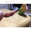 わさび唐辛子食す